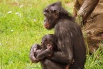 Vallee 5a des singes zoo de la palmyre pescalis frankrijk bois senis domaine les forges dierenpark v