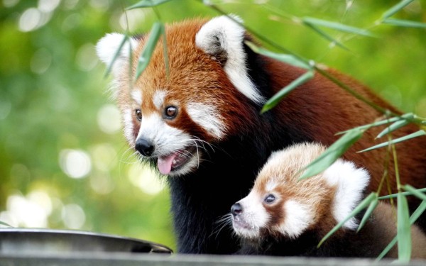 Zoo 6 Arcachon bassin teste buch Frankrijk dierentuin vakantie Bordeaux Gironde luxe villa animatie.