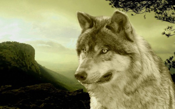 Fauverie 11 dierentuin Mont Faron Toulon ZOO  Frankrijk Provence vakantie Middellandse zee villa.jpg