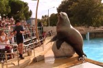 Marineland 9 Villa's du Verdon Frankrijk Provence Antibus vakantiehuis zeeleeuw water springen.jpg