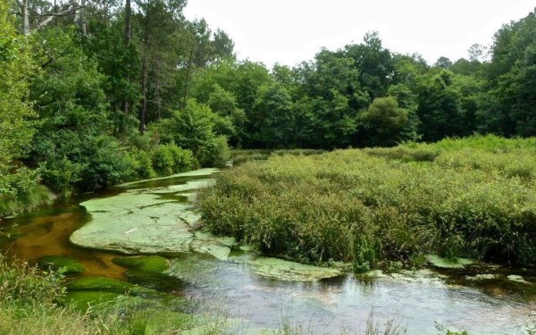 Landes 2 parc naturel Gascognes Frankrijk vakantie regio luxe villa toerisme bos wandelen fietsen.jp