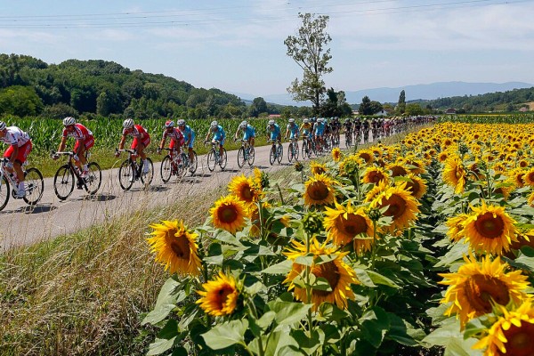 Fietsen Poitou-Charentes 1 zonnebloemen vakantie Frankrijk luxe villa.jpg
