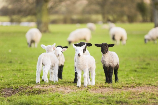 Mouton Village 8 Vasles Frankrijk vakantie Forges schapen park kinderen.jpg