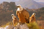 Villa's du Verdon gorges 8 Frankrijk Provence Var vakantiehuis luxe villa vale gieren ardeche gite w