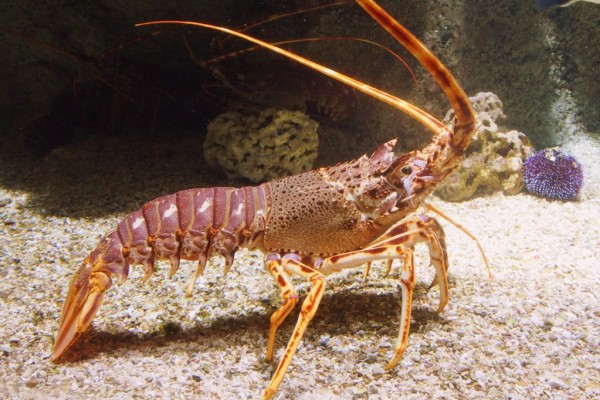 Rochelle Aquarium 12 Frankrijk vakantie kust zee zwemmen atlantisch haven strand forges.jpg