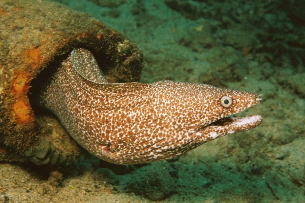 Rochelle Aquarium 15 Frankrijk vakantie kust zee zwemmen atlantisch haven strand forges.jpg