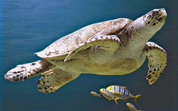 Rochelle Aquarium 11 Frankrijk vakantie kust zee zwemmen atlantisch haven strand forges.jpg