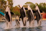 Marineland 8 Villa's du Verdon Frankrijk Provence Antibus vakantiehuis dolfijnen attractie springen.