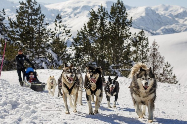 Hondenslee 13 chiens de traineux Frankrijk Alpen Portes du Soleil Abondance Odyssee Mont Blanc.jpg