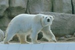 Vallee 7a des singes palmyre poitou charente kust pescalis frankrijk bois senis domaine les forges
