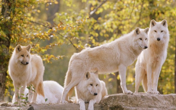 Dierenpark Gramat 7 Parc Animalier Frankrijk vakantie Quercy Dordogne Lot animatie kinderen.jpg
