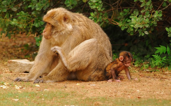 Apen Rocamadour 2 Frankrijk kind baby moeder vakantiehuis luxe comfort bomen bos.jpg