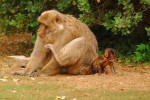Apen Rocamadour 2 Frankrijk kind baby moeder vakantiehuis luxe comfort bomen bos.jpg