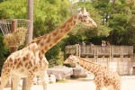 Vallee 8a des singes zoo de la palmyre frankrijk bois senis domaine les forges giraf zand strand vil