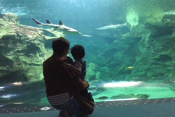 Rochelle Aquarium 2 Frankrijk vakantie kust zee zwemmen atlantisch haven strand forges.jpg