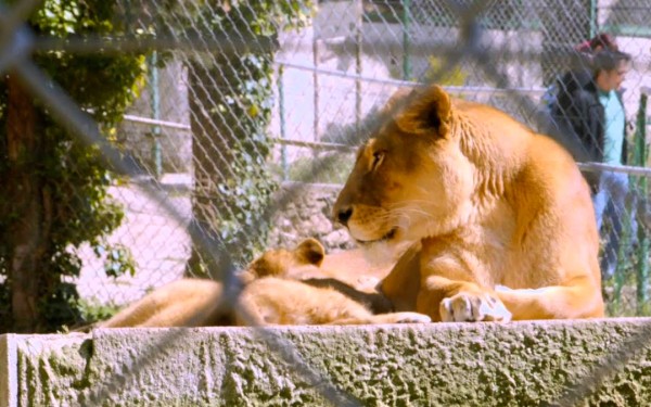 Fauverie 10 dierentuin Mont Faron Toulon ZOO  Frankrijk Provence vakantie Middellandse zee villa.jpg