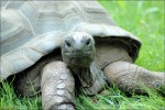Zoo 18 Arcachon bassin teste buch Frankrijk dierentuin schildpad vakantie Bordeaux Gironde luxe vill