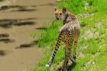 Zoo 15 Arcachon bassin teste buch Frankrijk dierentuin poema vakantie Bordeaux Gironde luxe villa an