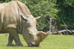 Zoo 20 Arcachon bassin teste buch Frankrijk dierentuin vakantie Bordeaux Gironde luxe villa animatie