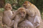 Apen Rocamadour 7 singes monkey Frankrijk Dordogne Languedoc vakantievilla zwembad nederlands.jpg