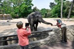 Zoo 4 Arcachon bassin teste buch olifant Frankrijk dierentuin vakantie Bordeaux Gironde luxe villa a