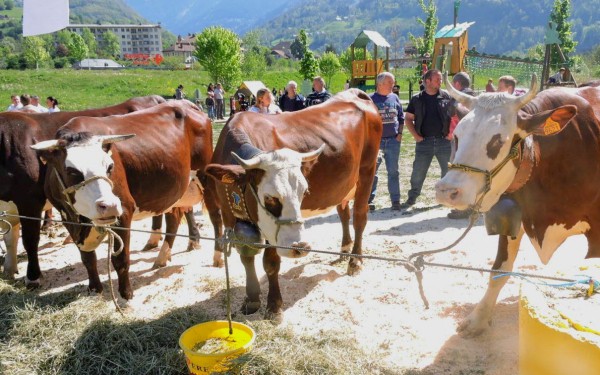 Fromage 5 Abondance kaas ferme boerderij vakantie Portes du Soleil Savoie FranceComfort.jpg