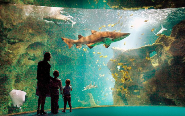 Rochelle Aquarium 10 Frankrijk vakantie kust zee zwemmen atlantisch haven strand forges.jpg