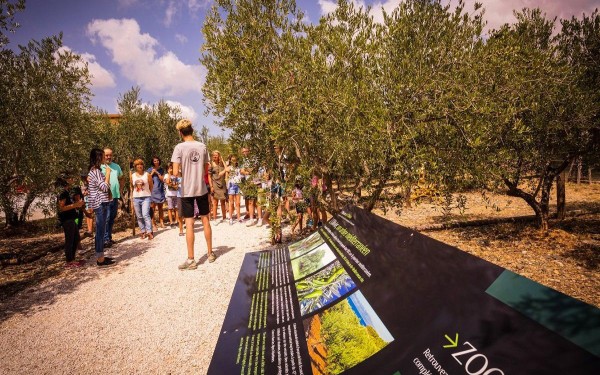 Olijven 6 Frankrijk Provence Languedoc olijfolie persen markt vakantie Middellandse zee.jpg