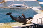 Marineland 2 Villa's du Verdon Frankrijk Provence Antibus vakantiehuis toerisme orka haai.jpg