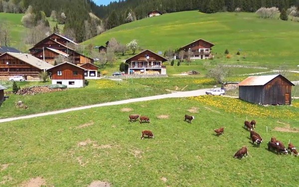 Fromage 10 Abondance kaas ferme boerderij vakantie Portes du Soleil Savoie FranceComfort.jpg