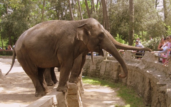 Vallee 1 des singes zoodyssezoo de la palmyre pescalis frankrijk bois senis domaine les forges golf