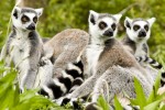 Zoo 19 Arcachon bassin teste buch Frankrijk dierentuin vakantie Bordeaux Gironde luxe villa animatie