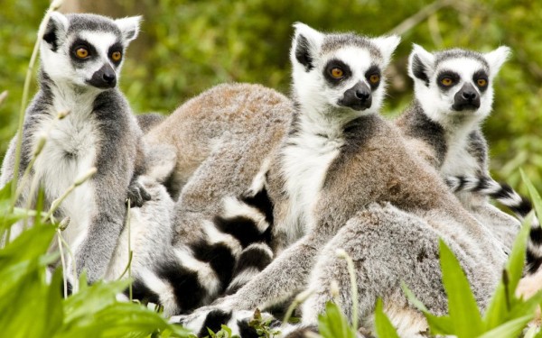 Zoo 19 Arcachon bassin teste buch Frankrijk dierentuin vakantie Bordeaux Gironde luxe villa animatie