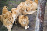 Zoo 3 Arcachon bassin teste buch Frankrijk dierentuin vakantie Bordeaux Gironde luxe villa animatie