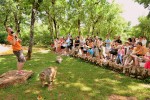 Apen Rocamadour 1 Frankrijk singes monkeys Dordogne Lot Quercy vakantiepark luxe villa zwembad wifi.