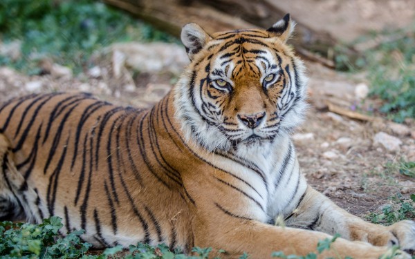 Fauverie 7 dierentuin Mont Faron Toulon ZOO  Frankrijk Provence vakantie Middellandse zee villa.jpg