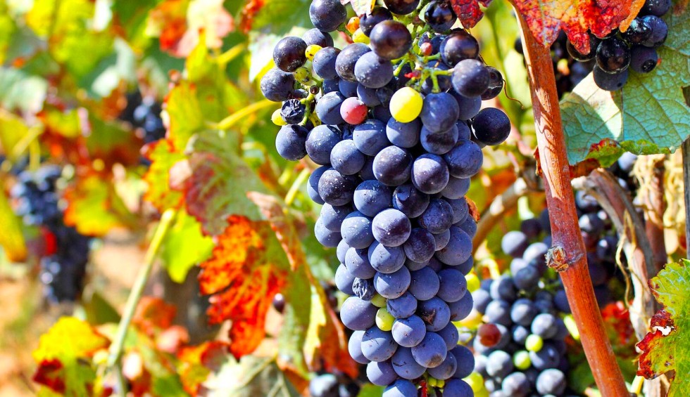 Regionale producten 13 Provence Frankrijk Cote d Azur druiven wijn vakantie luxe villa.jpg