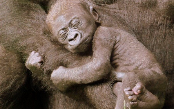 Vallee 6a des singes zoodyssezoo de la palmyre apen zwembad frankrijk bois senis domaine les forges