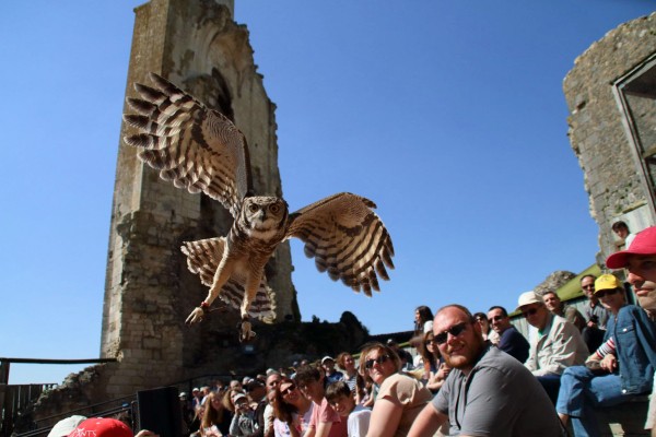 Geants du ciel 26 roofvogels chauvigny Poitiers Frankrijk chateau vakantie show gezin.jpg