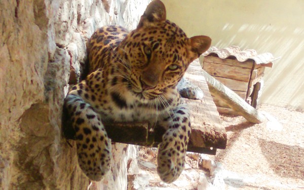 Fauverie 3 dierentuin Mont Faron Toulon ZOO  Frankrijk Provence vakantie Middellandse zee villa.jpg