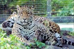 Zoo 14 Arcachon bassin teste buch Frankrijk tijger dierentuin vakantie Bordeaux Gironde luxe villa a