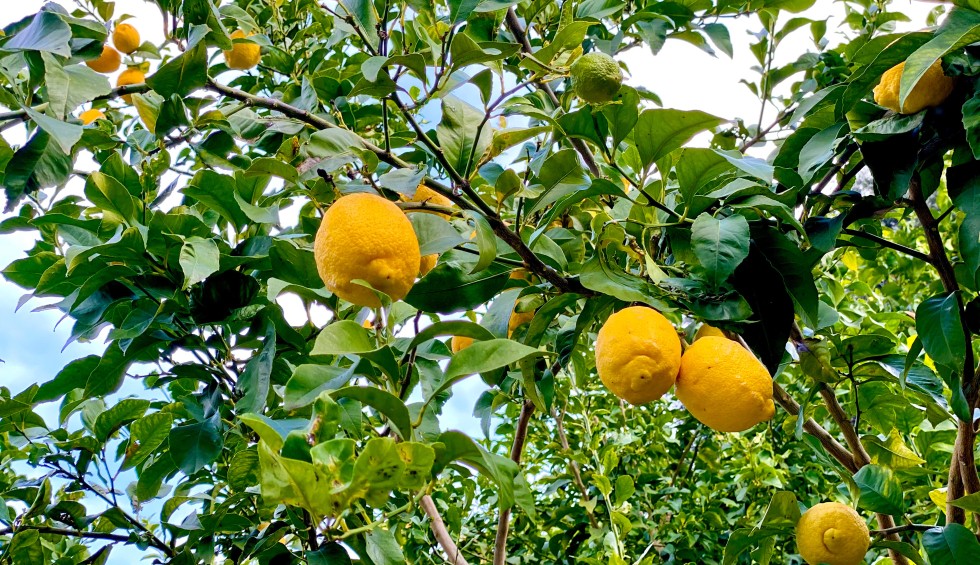 Regionale producten 3 Citron Menton Provence Frankrijk Cote d Azur vakantie.jpg