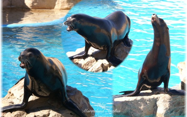 Marineland 10 Villa's du Verdon Frankrijk Provence Antibus vakantiehuis cannes nice gezin.jpg
