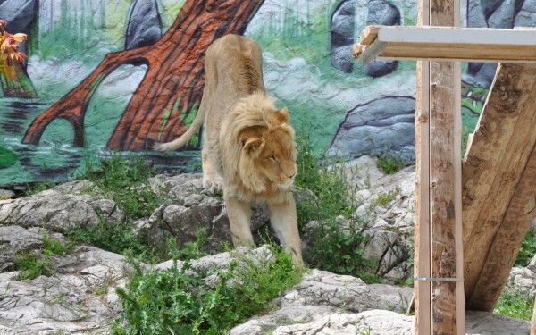 Fauverie 12 dierentuin Mont Faron Toulon ZOO  Frankrijk Provence vakantie Middellandse zee villa.jpg