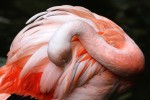 Zoo 17 Arcachon bassin teste buch Frankrijk dierentuin vakantie Bordeaux Gironde luxe villa animatie