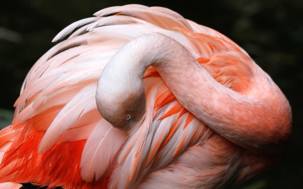Zoo 17 Arcachon bassin teste buch Frankrijk dierentuin vakantie Bordeaux Gironde luxe villa animatie
