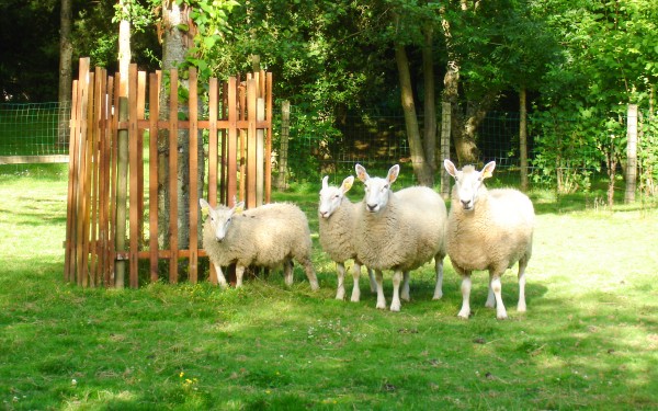 Mouton Village 5 Vasles Frankrijk vakantie Forges schapen park kinderen.jpg