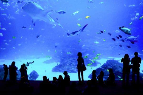 Rochelle Aquarium 16 Frankrijk vakantie kust zee zwemmen atlantisch haven strand forges.jpg