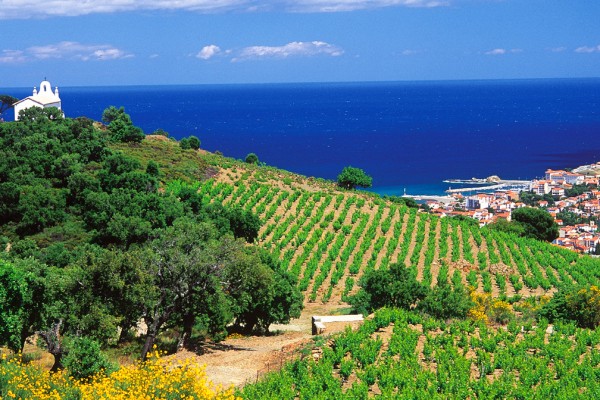 Wijn Languedoc 1 Roussillon zuid Frankrijk Banyuls vakantie aoc.jpg