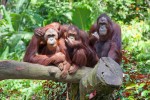 Zoo 5 Arcachon bassin teste buch aap Frankrijk dierentuin vakantie Bordeaux Gironde luxe villa anima